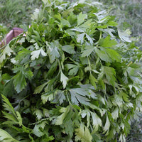 Parsley Plain Italian Dark Green Seed