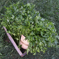 Parsley Plain Italian Dark Green Seed