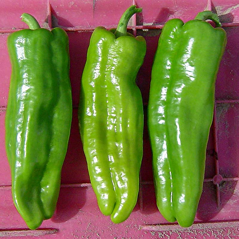 Pepper Key Largo F1 Seed