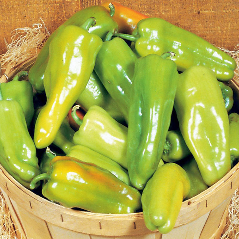 Pepper Key Largo F1 Seed