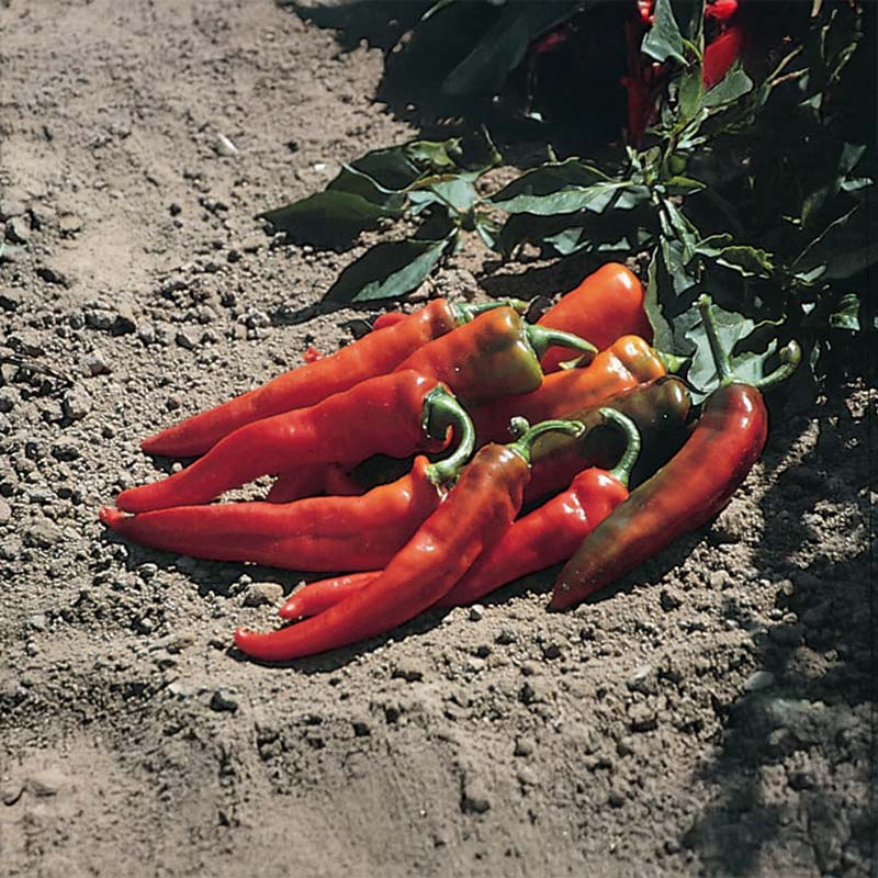 Pepper Hot Portugal Seed