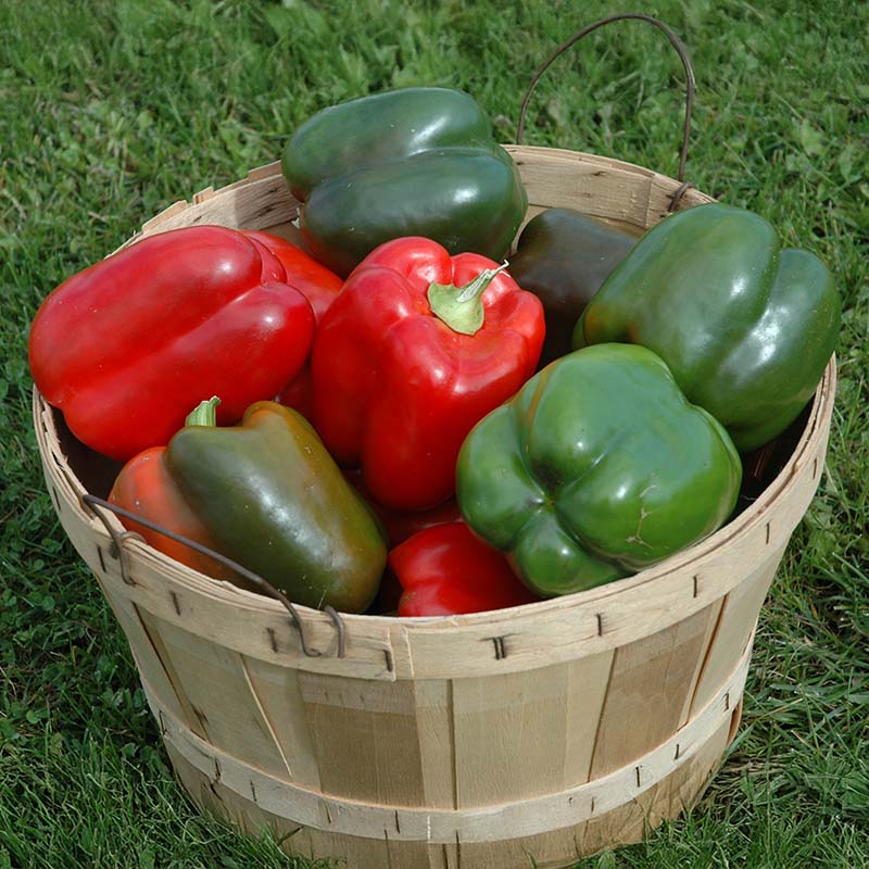 Pepper Lady Bell F1 Seed