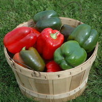 Pepper Lady Bell F1 Seed