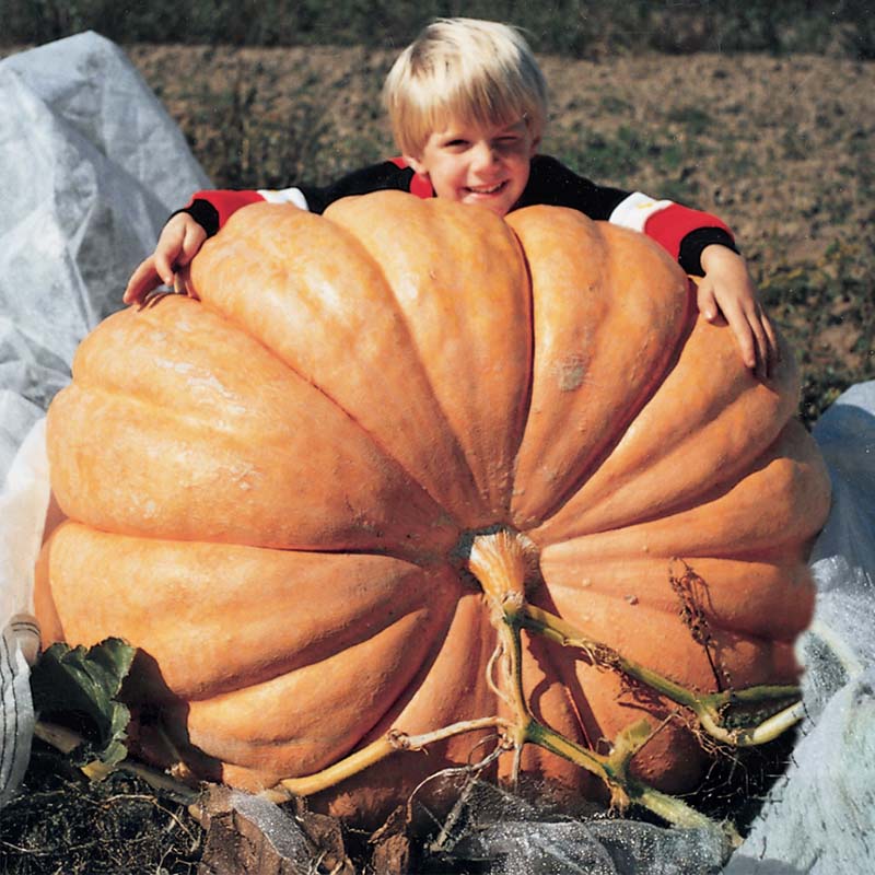 Pumpkin Dill's Atlantic Giant Seed
