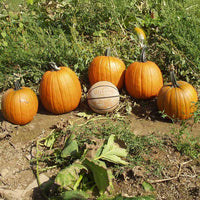 Pumpkin Howden Seed