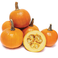 Pumpkin Baby Pam Seed