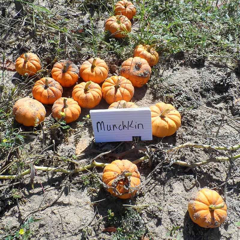 Pumpkin Munchkin Seed