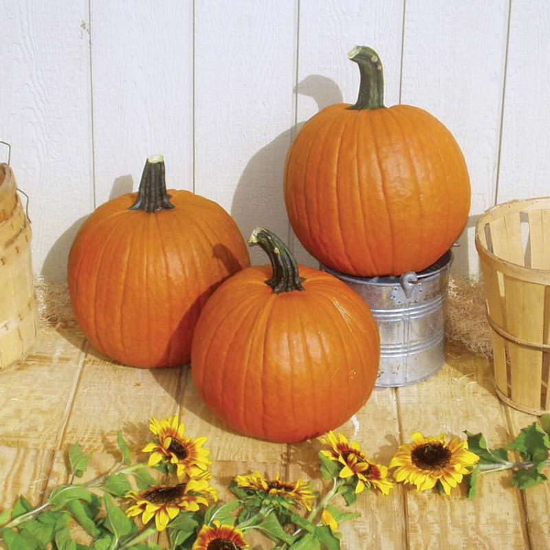 Pumpkin Gladiator F1 Seed