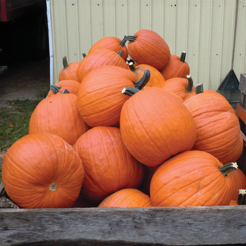 Pumpkin Gladiator F1 Seed