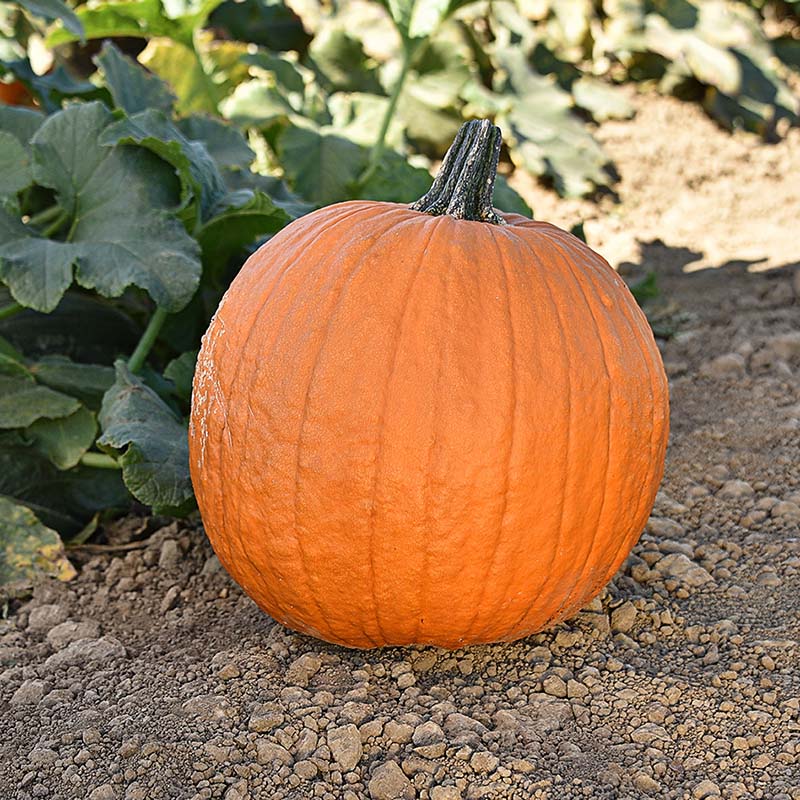 Pumpkin Gladiator F1 Seed