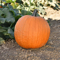 Pumpkin Gladiator F1 Seed