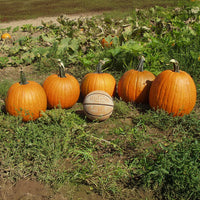 Pumpkin Gladiator F1 Seed
