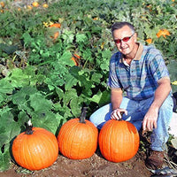 Pumpkin Gladiator F1 Seed