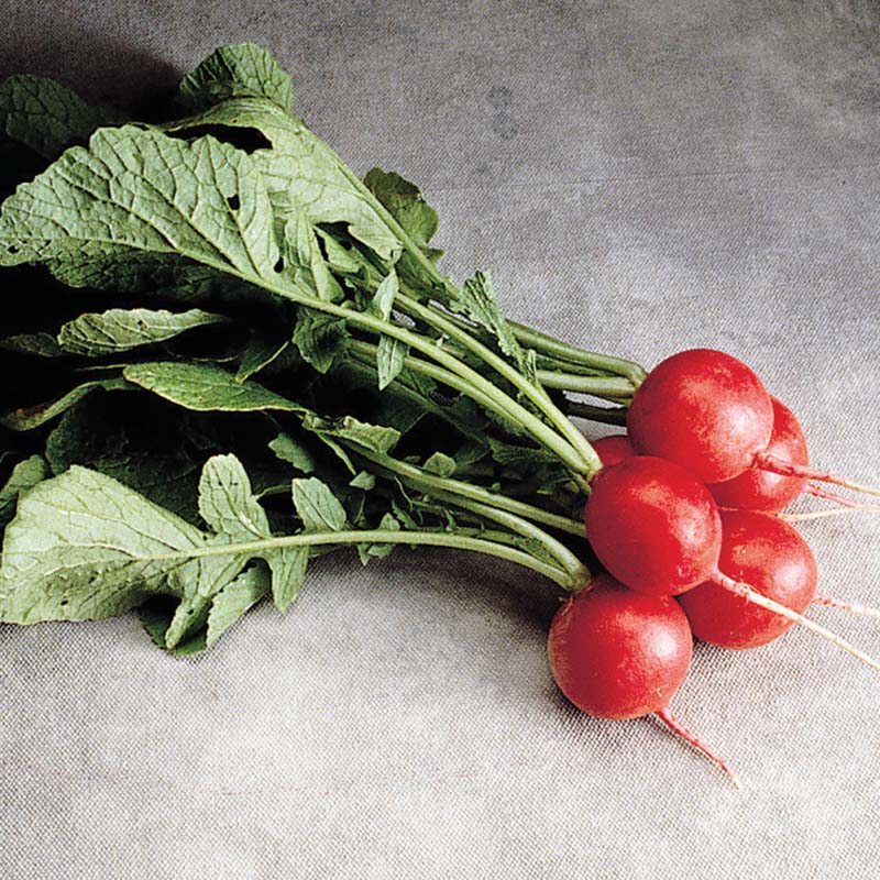 Radish Cherriette F1 Seed