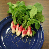 Radish French Breakfast Seed