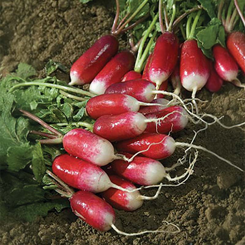 Radish French Breakfast Seed