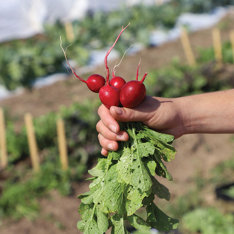 Radish Cherry Belle Seed