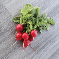 Radish Champion Seed