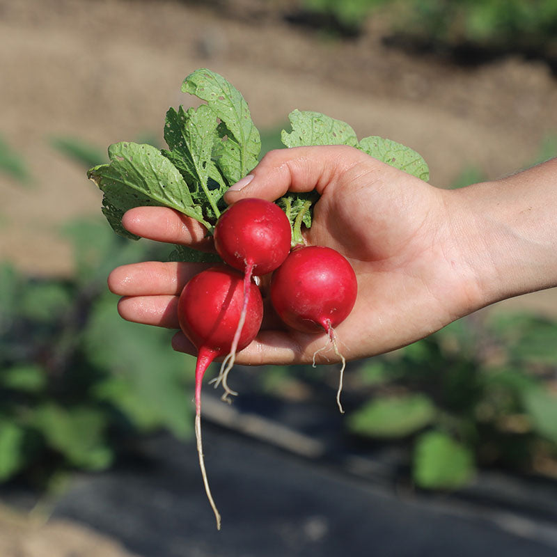 Radish Champion Seed