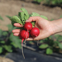 Radish Champion Seed