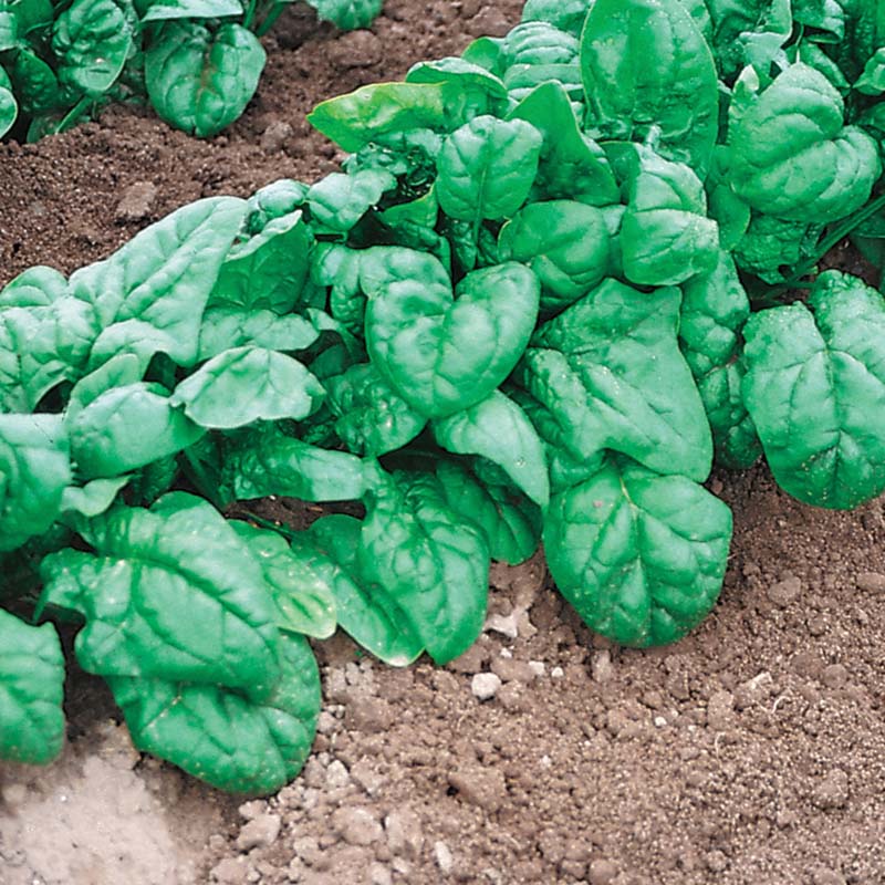 Spinach Olympia F1 Seed