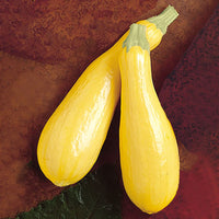Squash Lioness F1 Seed