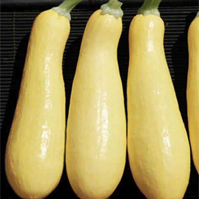 Squash Lioness F1 Seed
