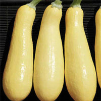 Squash Lioness F1 Seed