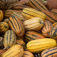 Squash Delicata Seed