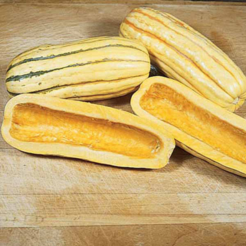 Squash Delicata Seed