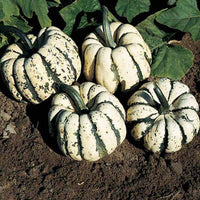 Squash Sweet Dumpling Seed