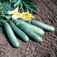 Squash Tigress F1 Seed