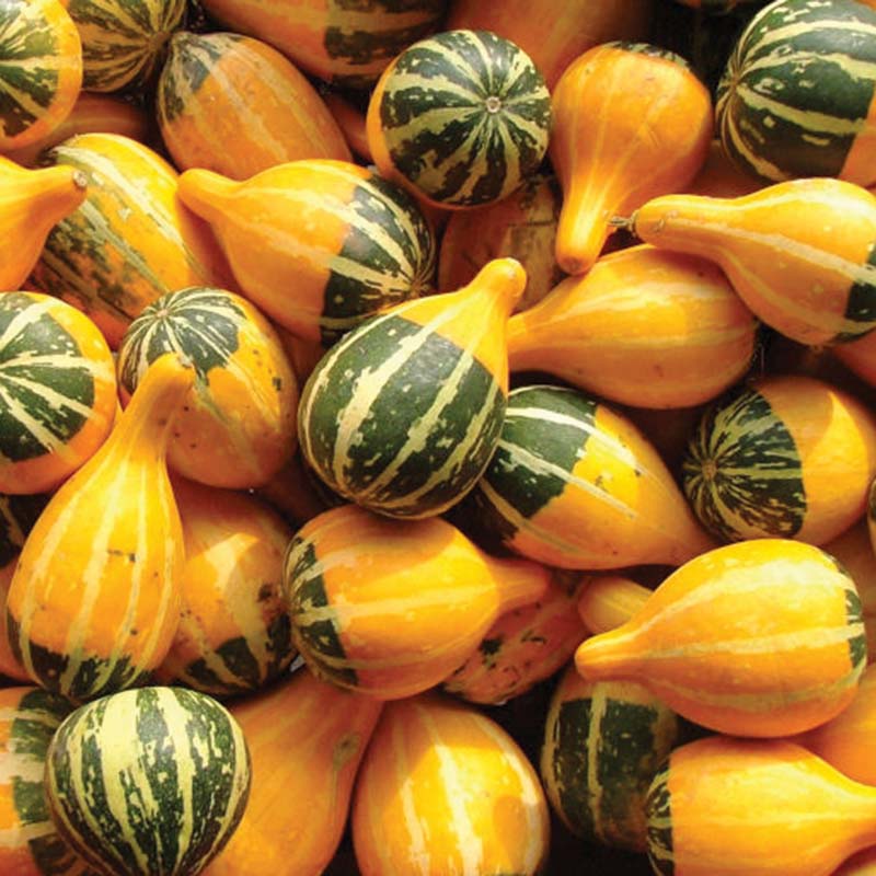 Gourd Spoon