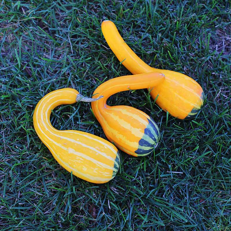 Gourd Spoon