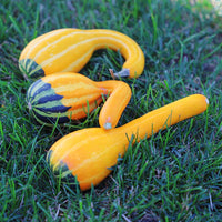 Gourd Spoon