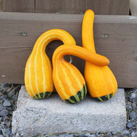 Gourd Spoon