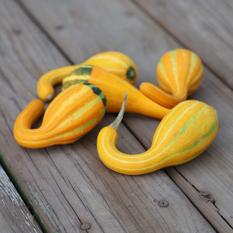 Gourd Spoon