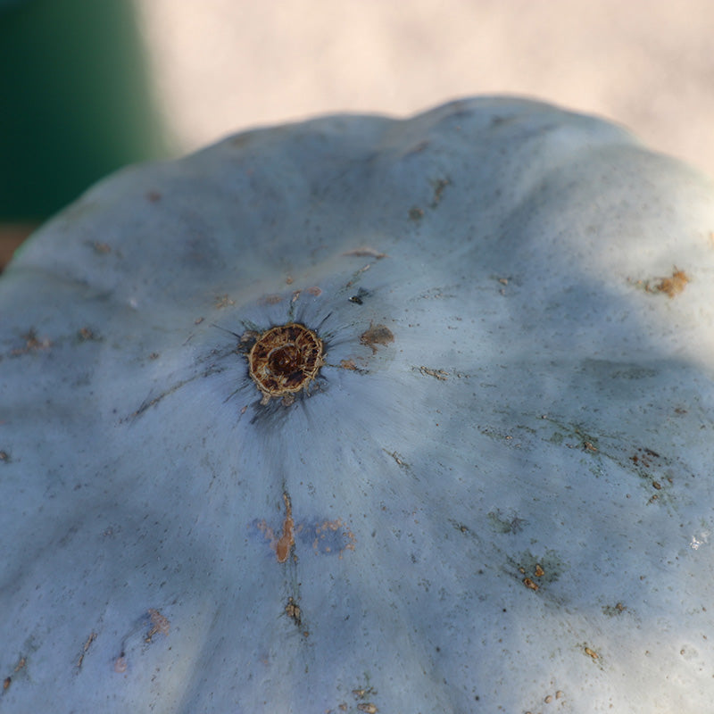Squash Sweet Meat Seed