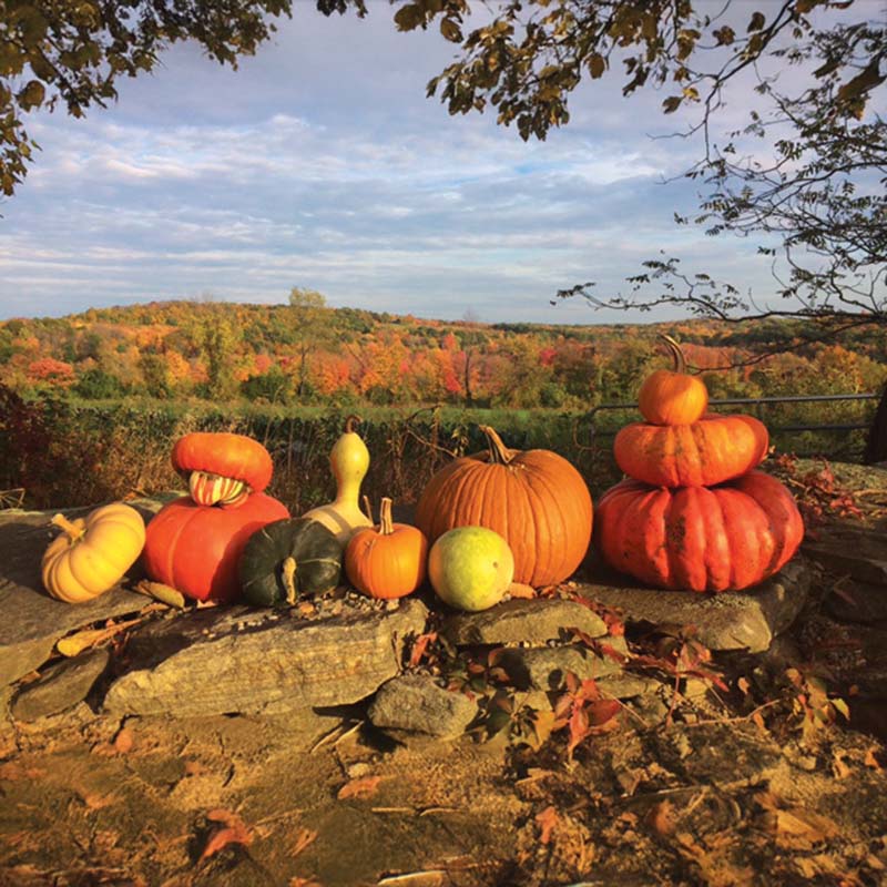 Gourd Turk's Turban Seed