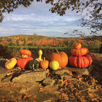 Gourd Turk's Turban Seed