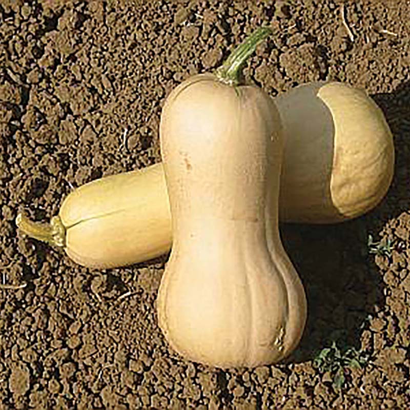 Squash Waltham Butternut Seed