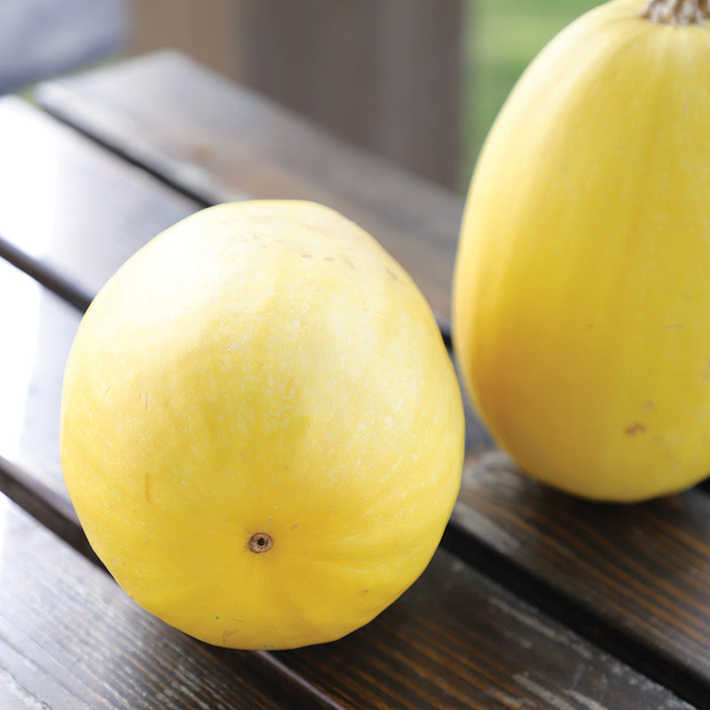 Squash Vegetable Spaghetti Seed