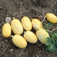 Squash Vegetable Spaghetti Seed