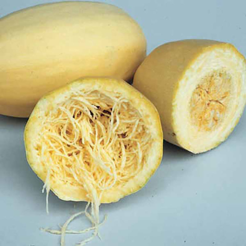 Squash Vegetable Spaghetti Seed
