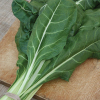 Swiss Chard Large White Ribbed Seed