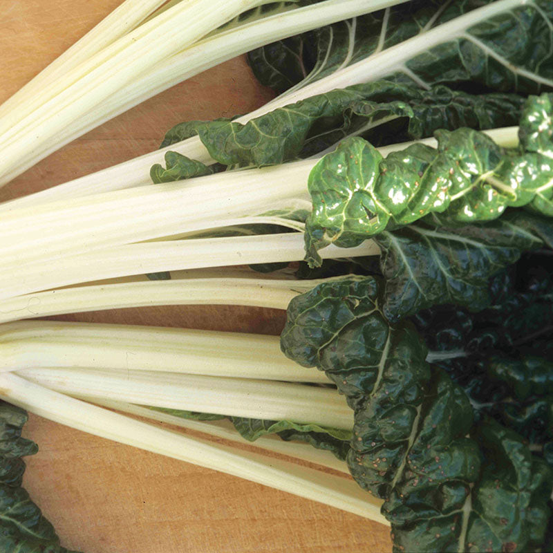 Swiss Chard Large White Ribbed Seed