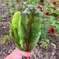 Swiss Chard Bright Lights Seed