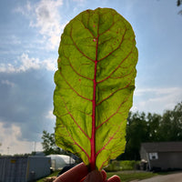 Swiss Chard Bright Lights Seed