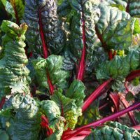 Swiss Chard Bright Lights Seed