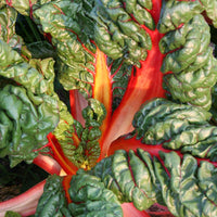 Swiss Chard Bright Lights Seed